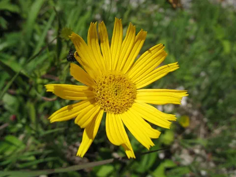 A fly on a yellow flower, close up, photographed with this camera