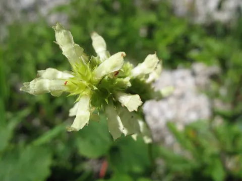 Small flowers close up, photographed with this camera