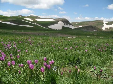 A meadow of purple flowers on a hillside, photographed with this camera