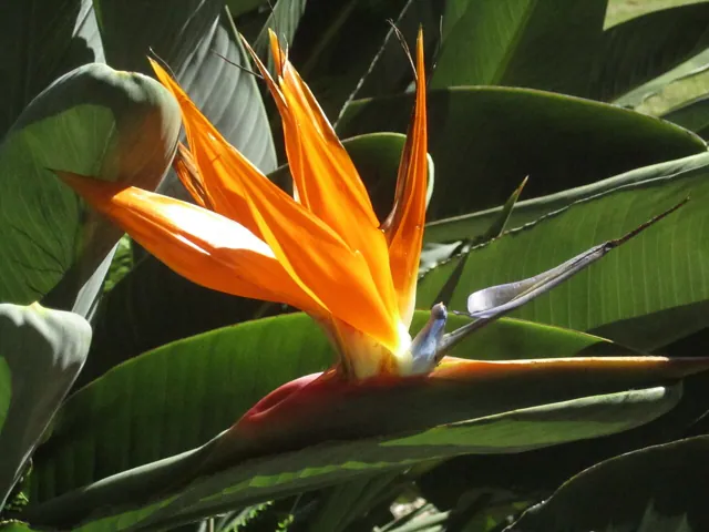 A strelitzia flower