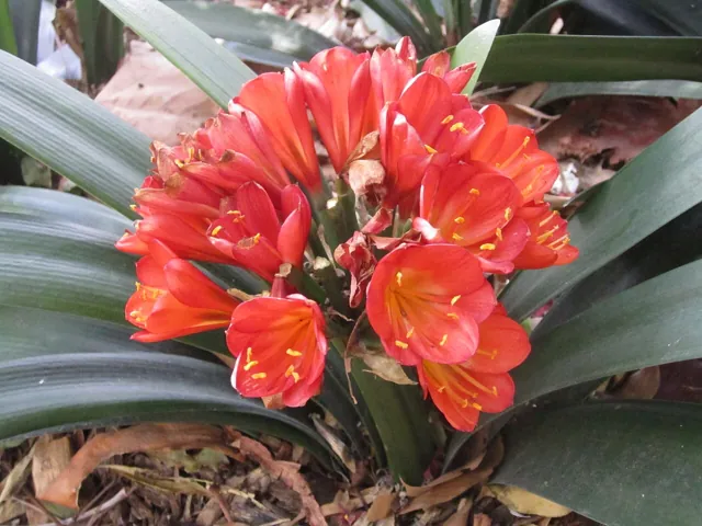 A flower in a garden