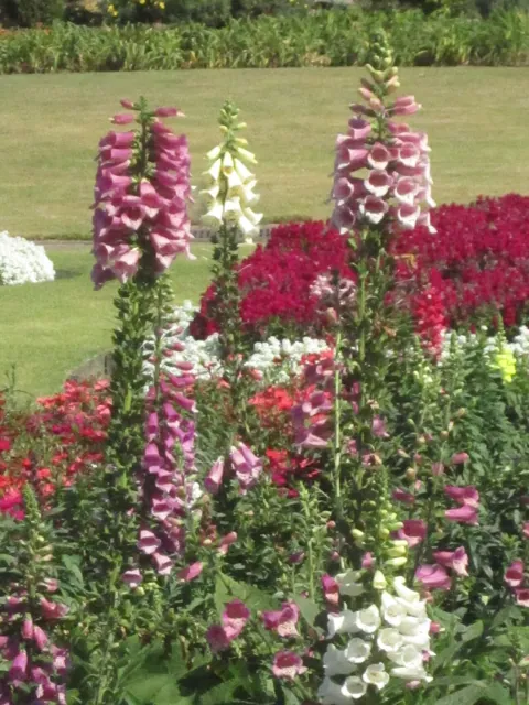 Foxgloves in a garden bed