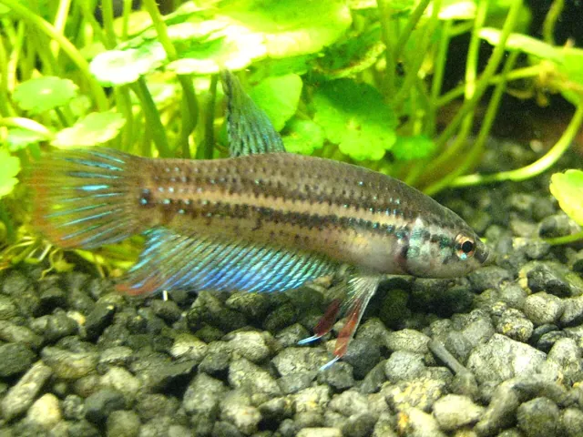 A fish in an aquarium
