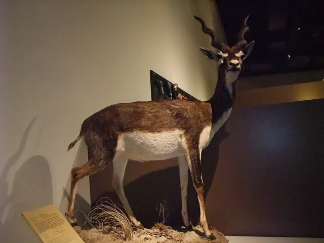 A stuffed antelope in a dim gallery