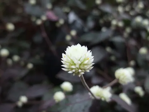 Sample photo taken with this camera