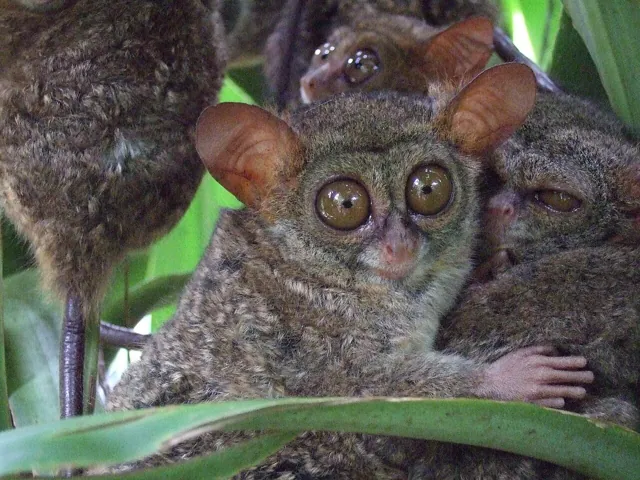 Tarsiers in dim light