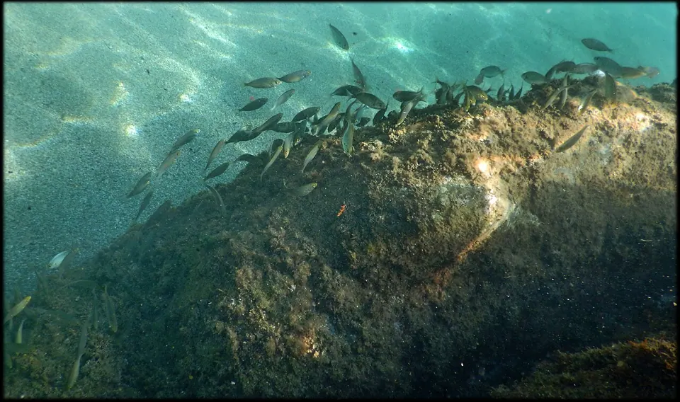 Fish over a rocky sea bed at Le Racou, France, photographed with a Nikon Coolpix AW120. We found no free-licence photo of the camera itself.