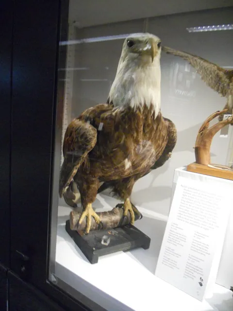 A stuffed eagle in a glass case
