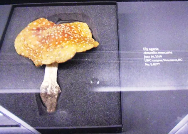 A fly agaric specimen under museum light