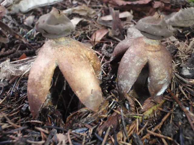Earthstars on a forest floor