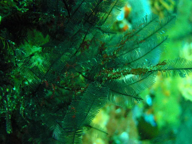 Feather hydroids under water