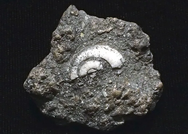 A fossil in limestone