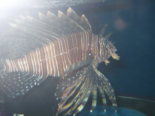 A lionfish in a dim aquarium