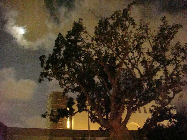 A tree and a theatre at night