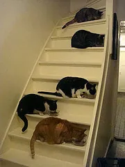 Cats on a staircase
