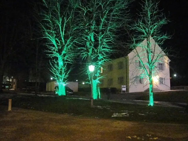 Floodlit trees at night