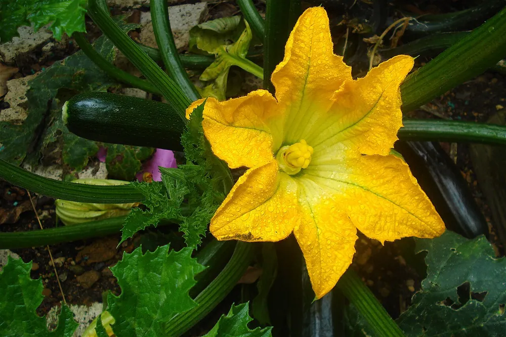 A courgette flower photographed close up with the same camera model.